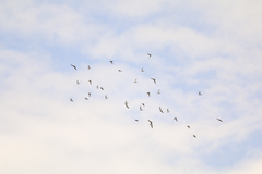 Charadrius semipalmatus