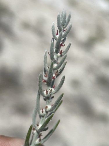 green molly (Bassia americana)