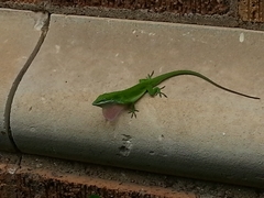 Anolis carolinensis