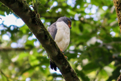 Leucopternis semiplumbeus