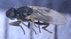 Ischiolepta micropyga