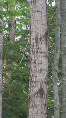 Sphyrapicus varius image