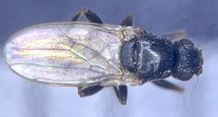 Ischiolepta micropyga