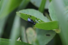 Stenopterapion meliloti