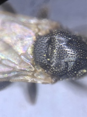 Ischiolepta micropyga