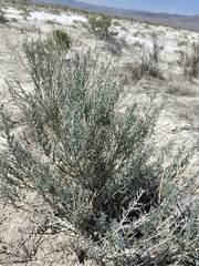 Neokochia americana