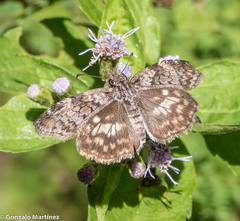 Chiomara asychis autander