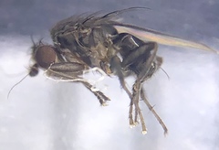 Leptocera