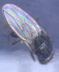 Leptocera
