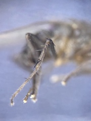 Leptocera