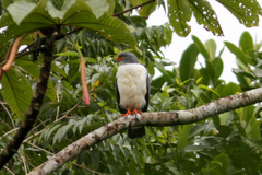 Leucopternis semiplumbeus