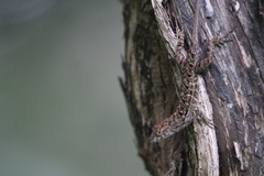 Anolis sagrei