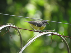 Coereba flaveola columbiana