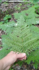 Pteridium aquilinum image