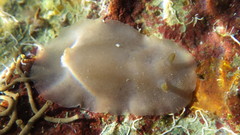 Discodorididae