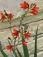 Crocosmia aurea