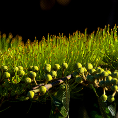 Combretum lanceolatum