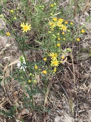 Jacobaea schischkiniana