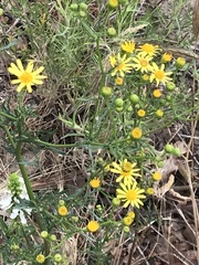 Jacobaea schischkiniana