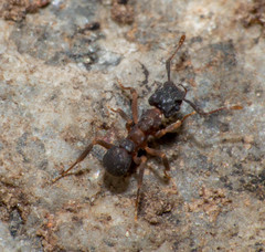 Cyphomyrmex