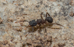 Cyphomyrmex