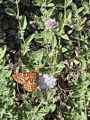 Euphydryas chalcedona sierra
