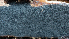 Anteaglonium globosum