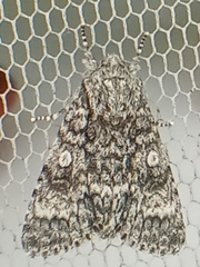 Acronicta megacephala