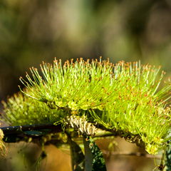 Combretum lanceolatum