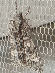 Acronicta megacephala