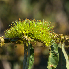 Combretum lanceolatum