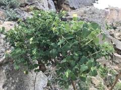 Lonicera iberica