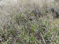 Hormathophylla spinosa