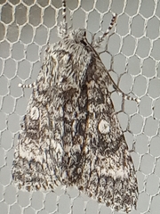 Acronicta megacephala