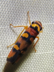 Erythrogonia jucunda