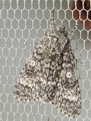 Acronicta megacephala