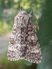 Acronicta megacephala