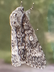 Acronicta megacephala