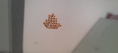 Insecta