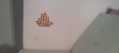 Insecta