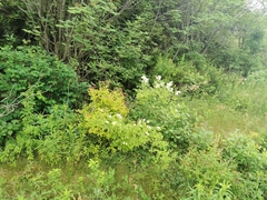 Rosa canina