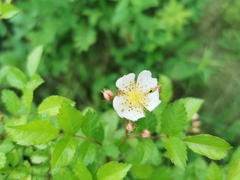 Rosa canina