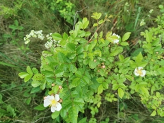 Rosa canina