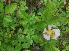 Rosa canina