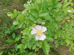 Rosa canina