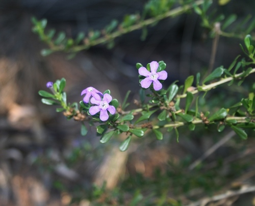 Image of Freylinia tropica by (c) M Kriek, some rights reserved (CC BY-SA)