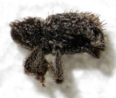 Microcryptorhynchus perpusillus