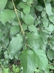 Rhamnus cathartica