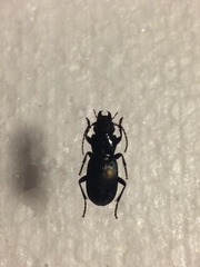 Pterostichus rostratus