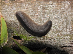 Belocaulus angustipes